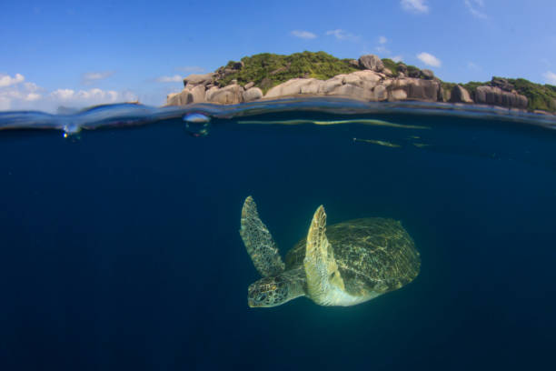 istock Green Sea Turtle split photo 1254523492