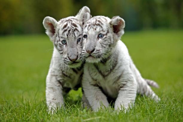istock White Tiger, panthera tigris, Cub 1254523495