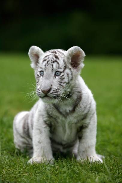istock White Tiger, panthera tigris, Cub sitting on Grass 1254523515