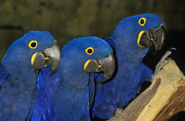 istock Hyacinth Macaw, anodorhynchus hyacinthinus, Adults 1254523738