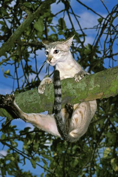 istock Siamese Domestic Cat standing in Tree, Hanging from Branch 1254523903