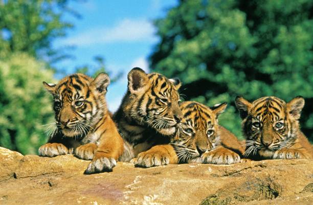 sumatran tiger, panthera tigris sumatrae, cub stående på rock - sumatratiger bildbanksfoton och bilder