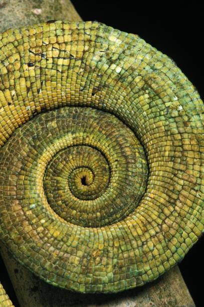 istock Parson's Chameleon, chamaeleo parsonii, Curled Tail 1254523976