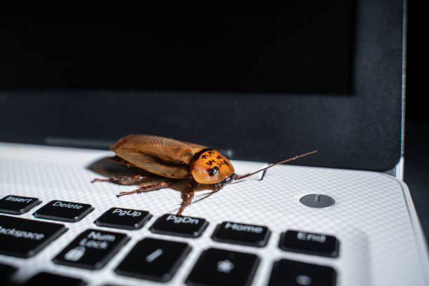 istock Cockroach on keyboard laptop or notebook computer background close up top view. 1254524106