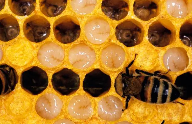 Photo of Honey Bee, apis mellifera, Worker looking after Larvae on Brood Comb, Bee Hive in Normandy