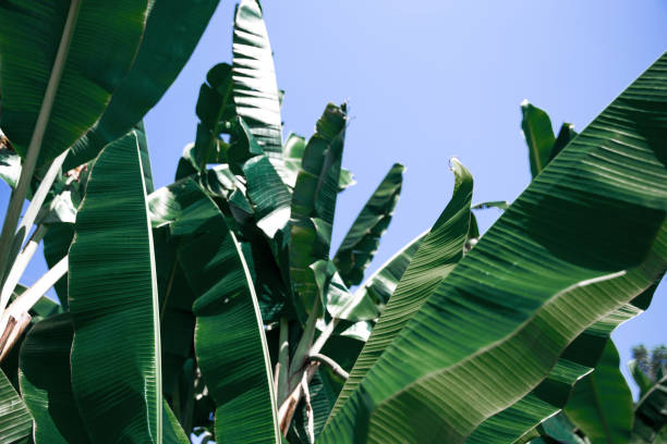 istock Tropical banana leaf texture, large foliage nature background 1254524273