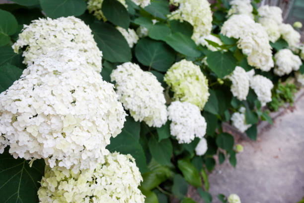 annabelle hydrangea arborescens bianco in fiore - annabelle foto e immagini stock