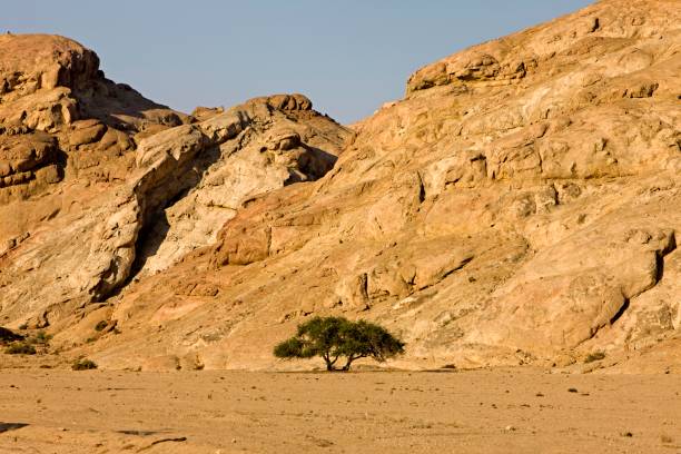 istock Tree in Rocky Desert near Walvis Bay, Namibia 1254524806