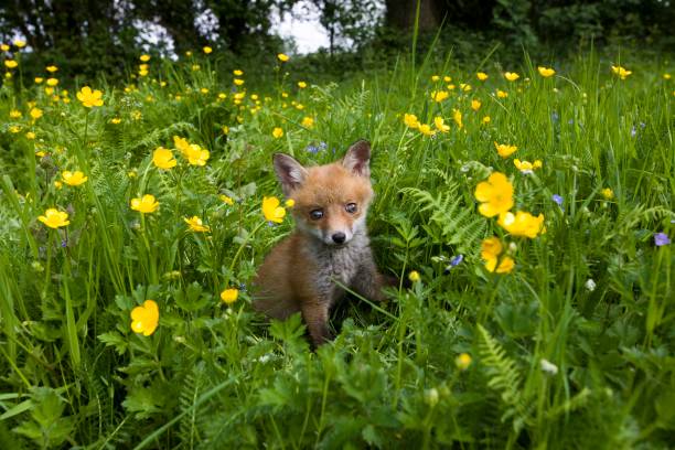 istock Red Fox, vulpes vulpes, Cub standing in Flowers, Normandy 1254524838