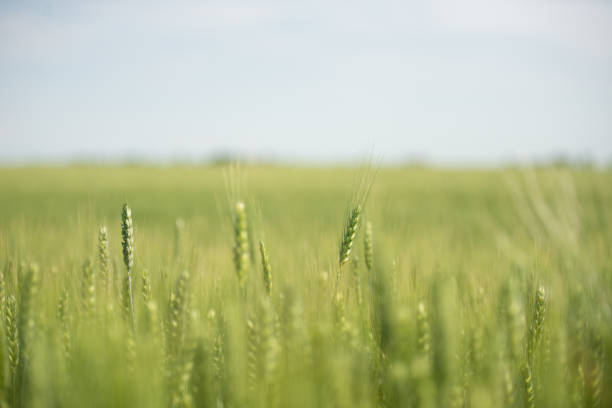 istock Peaceful green field in Hungary 1254524879