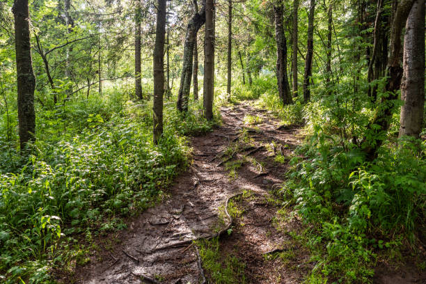 istock Hiking on path in the woods 1254525022