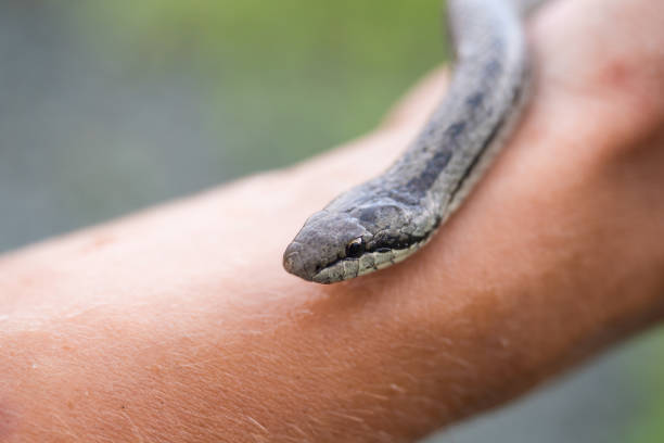 istock Small non-poisonous grass snake on the man's palm 1254525028