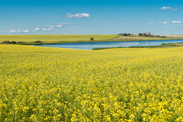 campo de canola da pradaria em flor - prairie agriculture cloud cloudscape - fotografias e filmes do acervo
