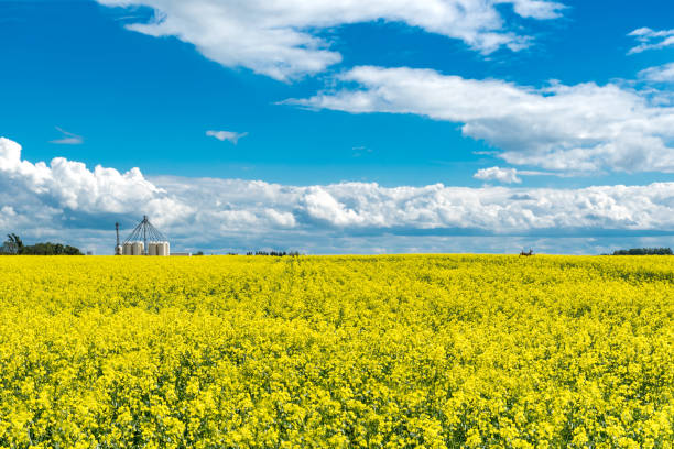 Deer jumping through a canola field (rapeseed) with fertilizer storage bins on the prairies in Saskatchewan, Canada