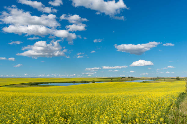 campo de canola da pradaria em flor - prairie agriculture cloud cloudscape - fotografias e filmes do acervo