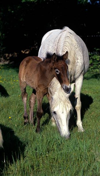 istock Camargue Horse, Mare with Foal 1254525183