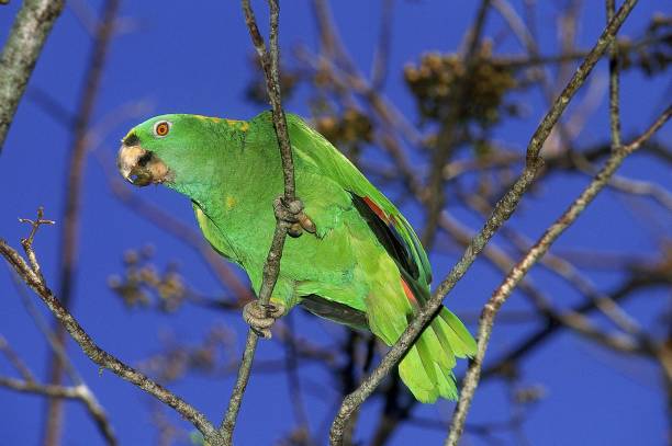 Yellow-Crowned Amazon Parrot, amazona ochrocephala, Adult standing on Branch Yellow-Crowned Amazon Parrot, amazona ochrocephala, Adult standing on Branch yellow crowned amazon (amazona ochrocephala) stock pictures, royalty-free photos & images