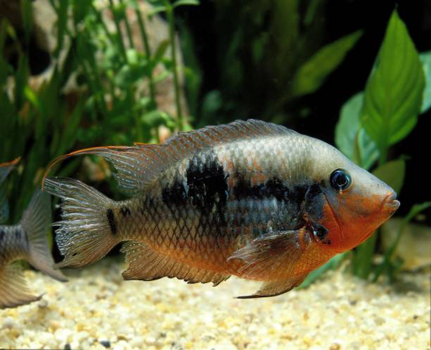 Firemouth Cichlid or Firemouth Meeki, thorichthys meeki Firemouth Cichlid or Firemouth Meeki, thorichthys meeki cichlid stock pictures, royalty-free photos & images