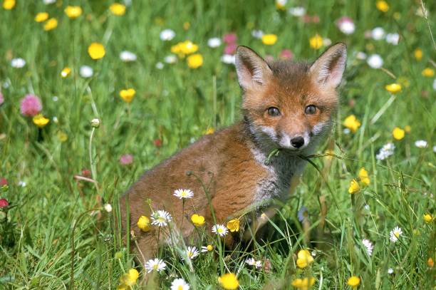 istock Red Fox, vulpes vulpes, Cub Sitting in Flowers, Normandy 1254525715