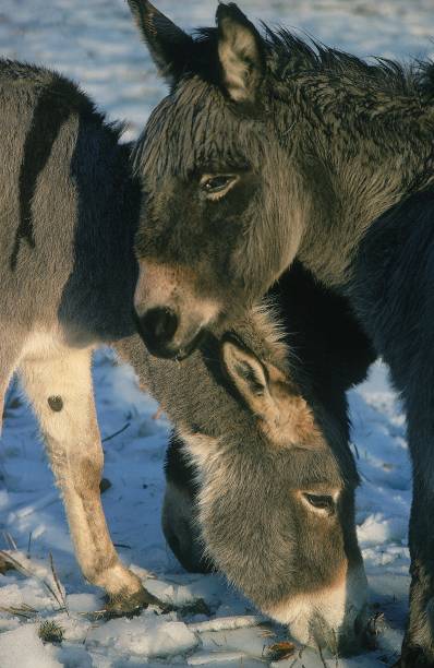 istock Asiatic Wild Ass or Onager, equus hemionus, standing on Snow 1254525791