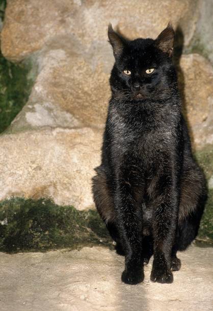 Jungle Cat, felis chaus, Melanic Form