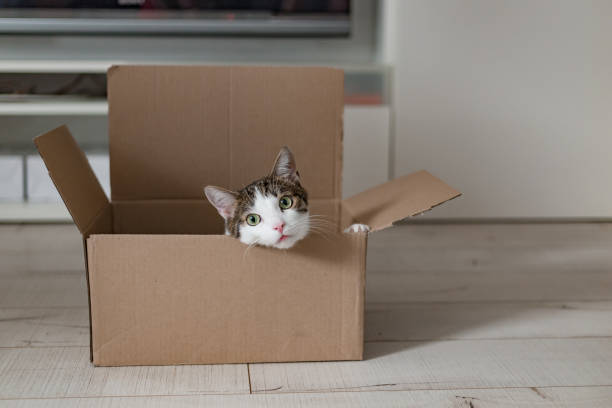 25,300+ Cat In Box Stock Photos, Pictures & Royalty-Free Images - Istock | Cute  Cat In Box, Cat In Box White Background, Domestic Cat In Box