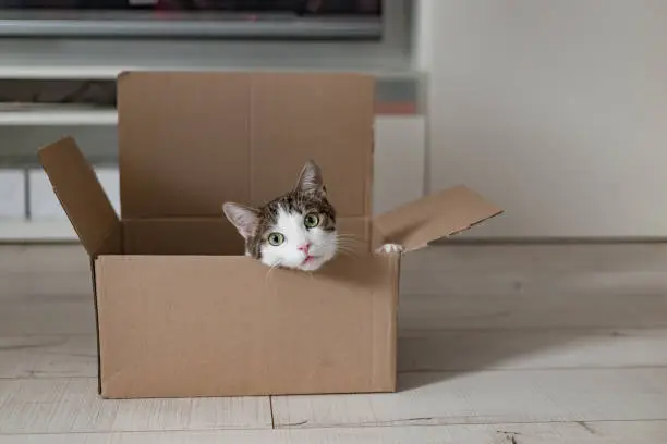 Photo of European cat in a delivery box. The concept of buying a new home or relocation. Pet sitting in a cardboard box. Looking cat in removal box