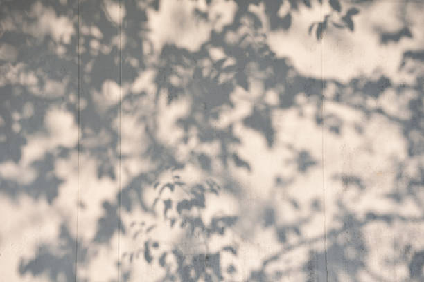 Abstract gray shadow background of natural leaves tree branch falling on white wall texture for background