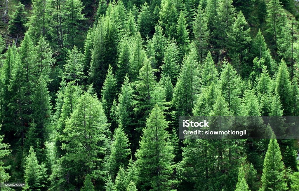European Larch or Common Larch, larix decidua, Forest near Sisteron in the South East of France Larch Tree Stock Photo