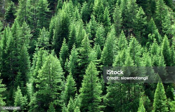 European Larch Or Common Larch Larix Decidua Forest Near Sisteron In The South East Of France Stock Photo - Download Image Now