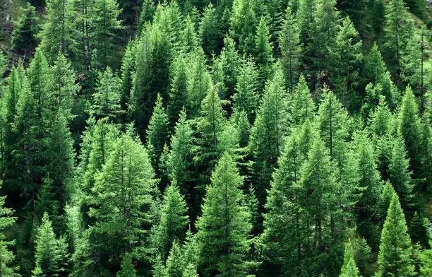 Photo of European Larch or Common Larch, larix decidua, Forest near Sisteron in the South East of France