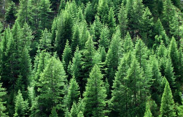 larch europeu ou larch comum, larix decidua, floresta perto de sisteron no sudeste da frança - lariço - fotografias e filmes do acervo