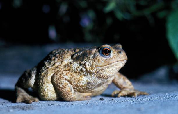 crapaud commun, bufo bufo, route de passage adulte - common toad photos et images de collection