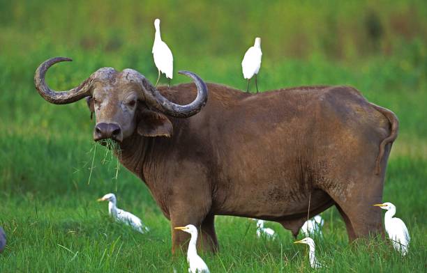 buffalo africano, syncerus caffer, con garzetta del bestiame, bubulcus ibis, masai mara park in kenya - egret foto e immagini stock