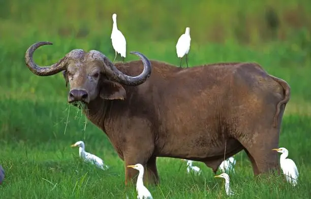 Photo of African Buffalo, syncerus caffer, with Cattle Egret, bubulcus ibis, Masai Mara Park in Kenya