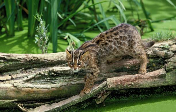 Leopard Cat, prionailurus bengalensis, Adult fishing in Swamp Leopard Cat, prionailurus bengalensis, Adult fishing in Swamp prionailurus bengalensis stock pictures, royalty-free photos & images