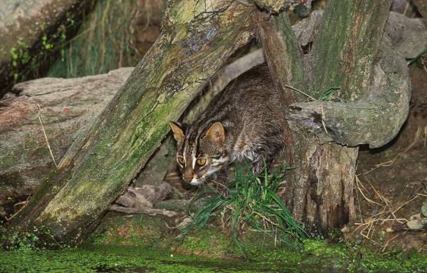 Leopard Cat, prionailurus bengalensis, Adult fishing in Swamp Leopard Cat, prionailurus bengalensis, Adult fishing in Swamp prionailurus bengalensis stock pictures, royalty-free photos & images