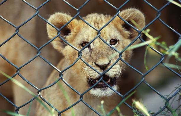 istock African Lion, panthera leo, Cub in Cage 1254526842