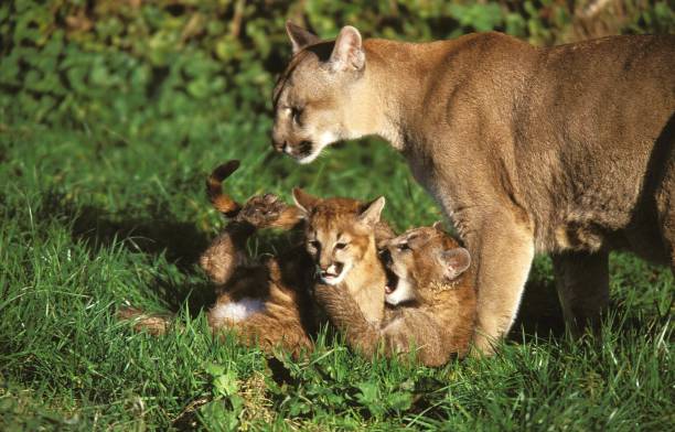 istock Cougar, puma concolor, Mother with Cub 1254526852