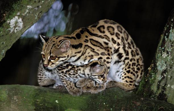 istock Margay Cat, leopardus wiedi, Mother with Cub 1254526861