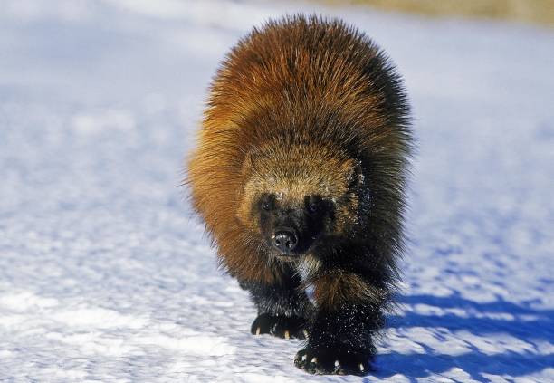 istock North American Wolverine, gulo gulo luscus, Adult walking on Snow, Canada 1254526976