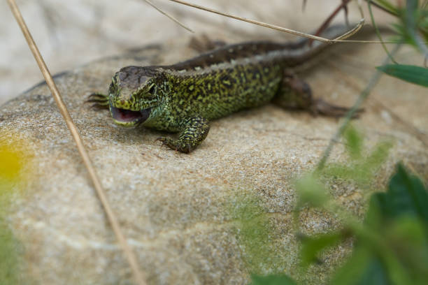istock Sand lizard Lacerta agilis Reptile Close up Portrait Clear 1254527245