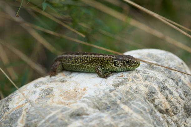 istock Sand lizard Lacerta agilis Reptile Close up Portrait Clear 1254527359