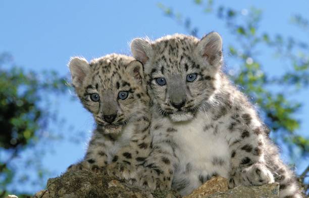istock Snow Leopard or Ounce, uncia uncia, Cub 1254527624