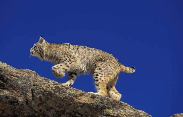 istock Bobcat, lynx rufus, Adult standing on Rocks, Canada 1254527666