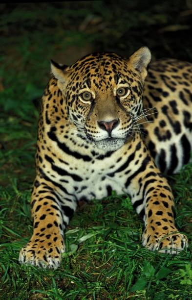 istock Jaguar, panthera onca, Female 1254527694