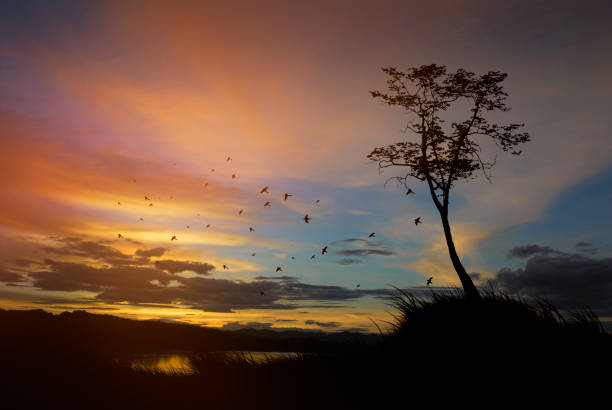 istock Birds flying on meadow autumn sunrise landscape background 1254527730