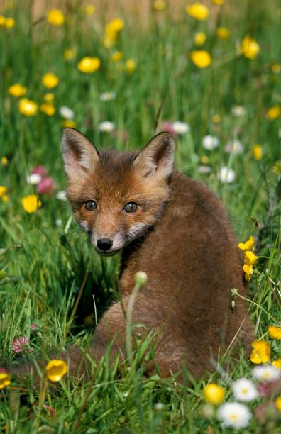 istock Red Fox, vulpes vulpes, Cub Sitting in Flowers, Normandy 1254527900