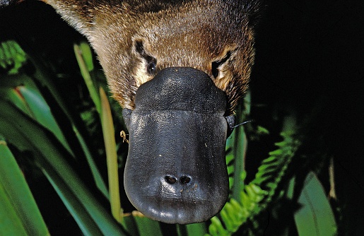 Platypus, ornithorhynchus anatinus, Close up of Beak, Australia photo