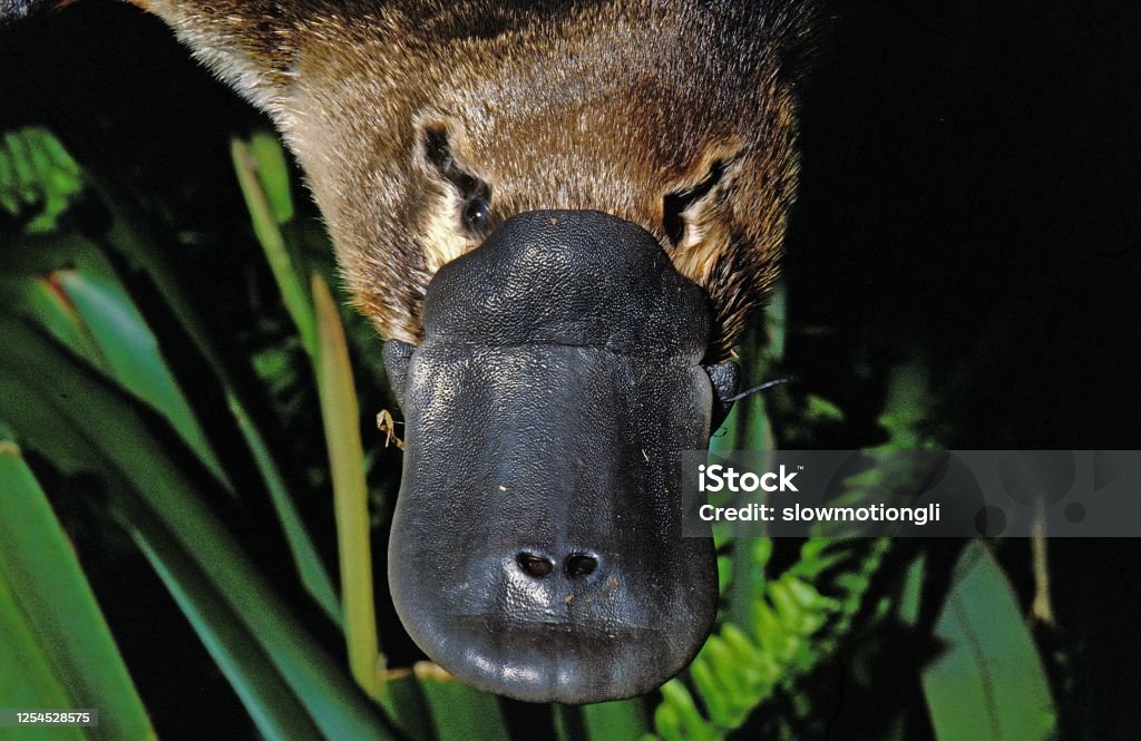 Platypus, ornithorhynchus anatinus, Close up of Beak, Australia Duck-Billed Platypus Stock Photo